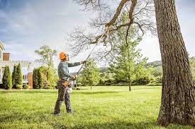 Best Fruit Tree Pruning  in Biloxi, MS